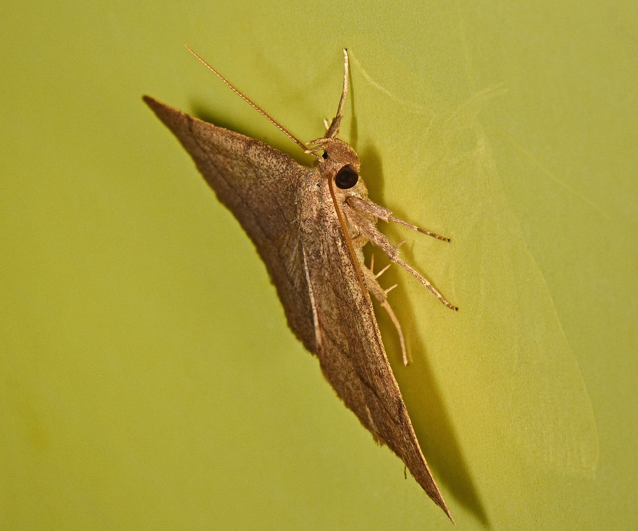 Erebidae:  Paracolax tristalis? S